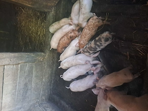 Purcei de vânzare 