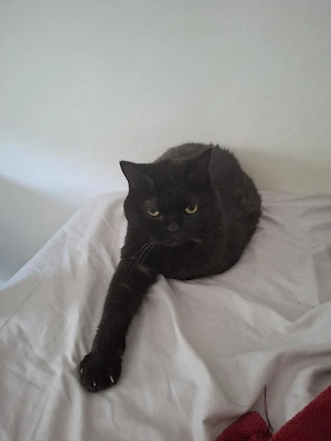 Adoptie pisica British - imagine 2