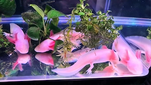 Vând pui AXOLOTL Albino   Salamandră Mexicană - imagine 4