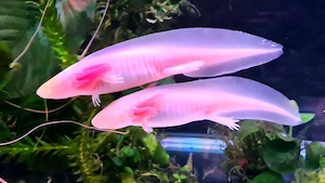 Vând pui AXOLOTL Albino   Salamandră Mexicană