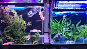 Vând pui AXOLOTL Albino   Salamandră Mexicană - imagine 2