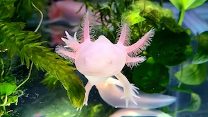 Vând pui AXOLOTL Albino   Salamandră Mexicană - imagine 3