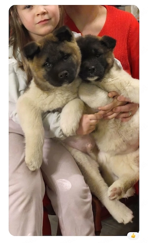 Pui femelă akita american 
