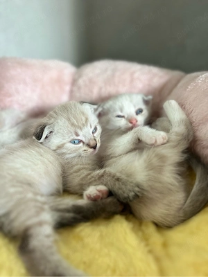 Puișori Scottish Fold-Scottish Straight - imagine 2