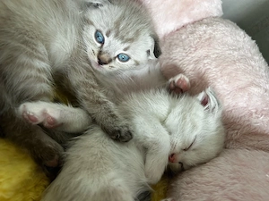 Puișori Scottish Fold-Scottish Straight