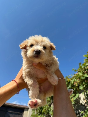 Maltipoo băiețel 10 saptamani - imagine 2