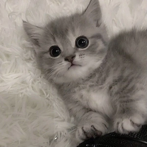 British silver tabby  - imagine 2