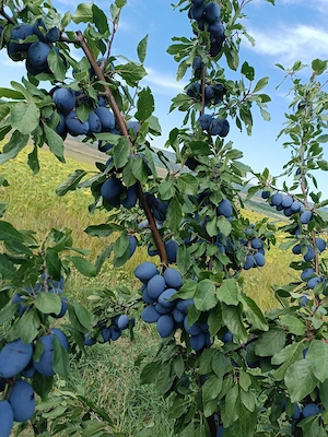 Vând prune (Presindent, Ana Spath, Stanley)