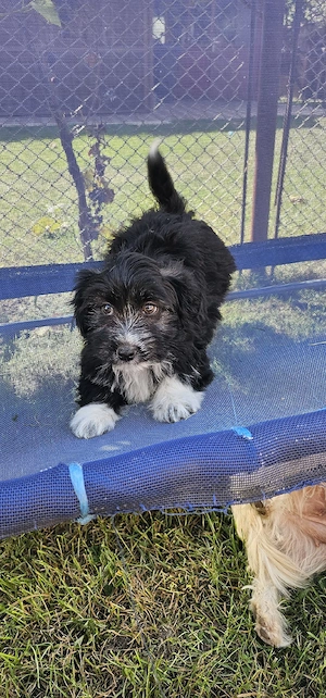 Bichon Talie Mica - imagine 4
