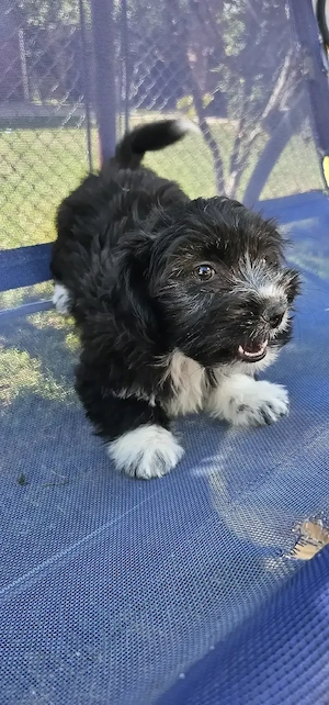 Bichon Talie Mica