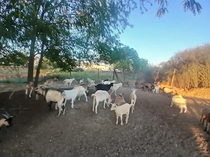 Vand Capre si 2 Tapii 