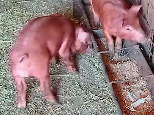 vind purcei rasa duroc