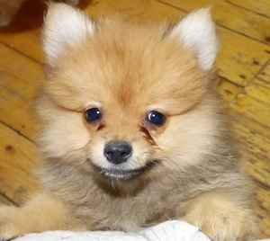 Pui Spitz Pomeranian - imagine 3