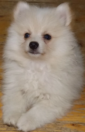Pui Spitz Pomeranian