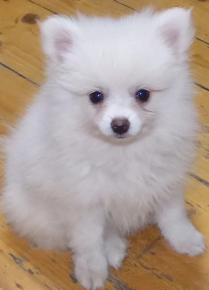 Pui Spitz Pomeranian - imagine 2