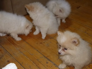 Pui Spitz Pomeranian - imagine 5
