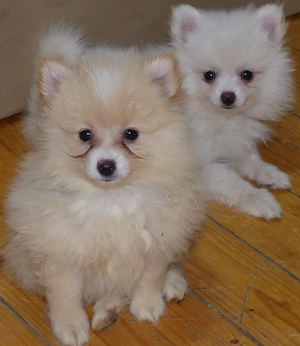 Pui Spitz Pomeranian - imagine 4