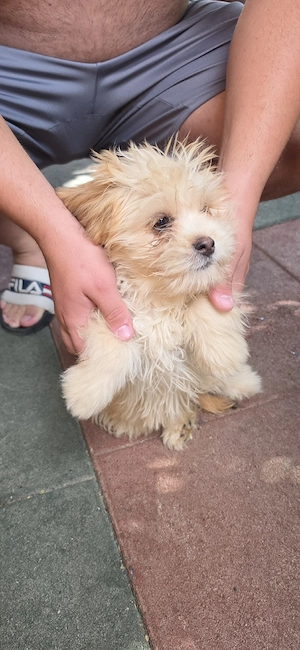 Bichon Havanez   4 luni, disponibili acum!    2 fetițe își caută căsuțe iubitoare! - imagine 5