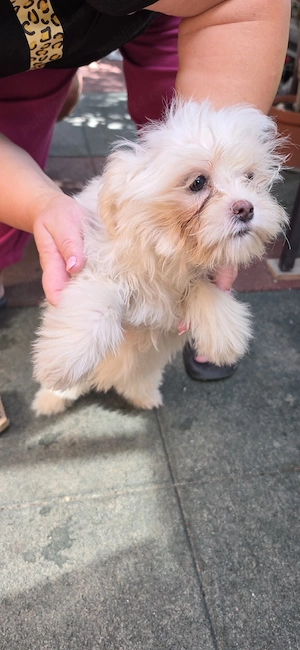 Bichon Havanez   4 luni, disponibili acum!    2 fetițe își caută căsuțe iubitoare! - imagine 4