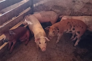 Purcei Duroc
