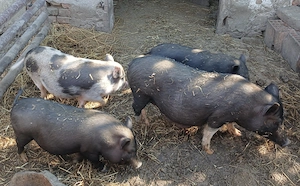 Vând porci vietnamezi : 1 scrofiță și 3 purcele