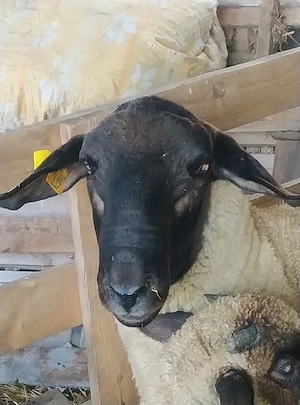 Vând, schimb oi cu lucernă 