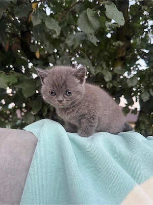 British Shorthair color point  - imagine 4