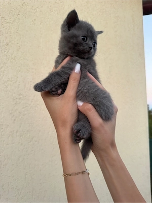 British Shorthair color point  - imagine 2
