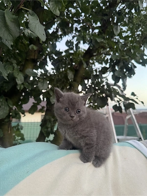 British Shorthair color point  - imagine 3