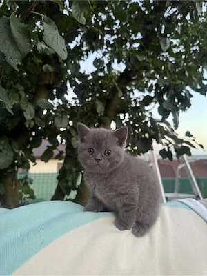 British Shorthair color point  - imagine 5