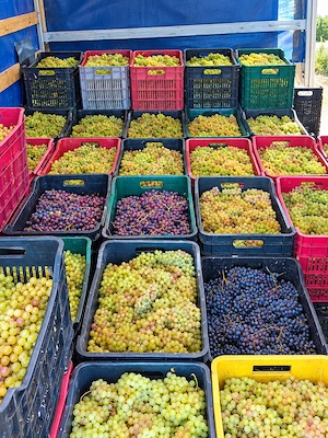 Vând Struguri de vin 