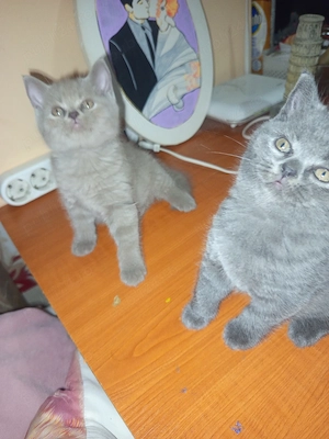 Pisicuțe British Shorthair  - imagine 2