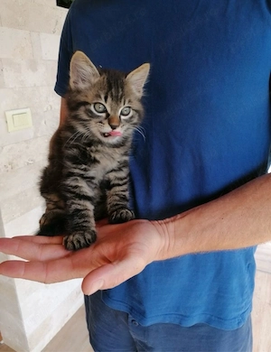 Maine Coon 