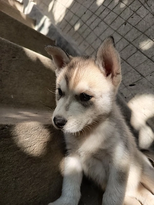 Vând cățeluși de rasă Husky Siberian