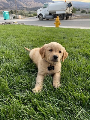 Golden Retriver 