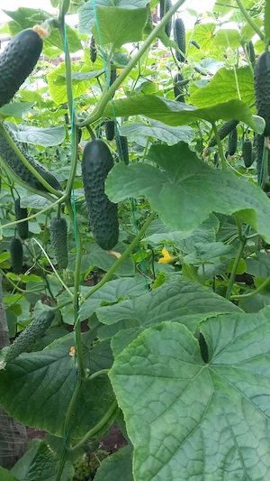 Angajam sezonier muncitori necalificați în agricultura  - imagine 2