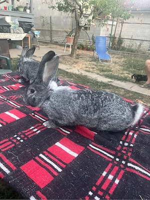 iepuri chinchilla - imagine 4