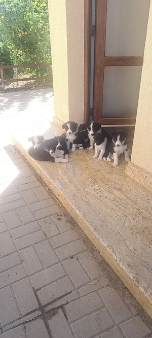 Vind cățeii Border Collie 
