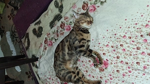 Vind pisica bengal - imagine 5