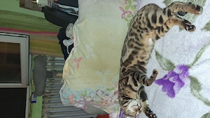 Vind pisica bengal - imagine 3