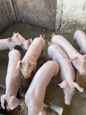 Vand porci Arges