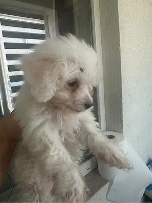 Bichon Fetita  - imagine 2