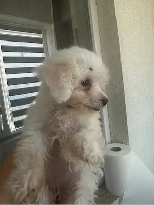 Bichon Fetita  - imagine 3