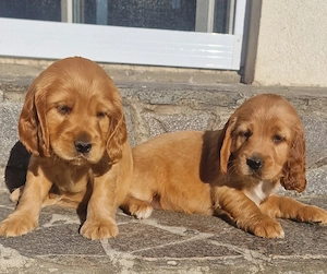 Cocker Spaniel