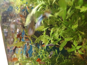 De vanzare guppy si ancistrus