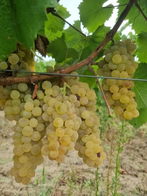 vând struguri de vin feteasca regală  - imagine 3