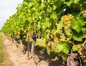 vând struguri de vin feteasca regală  - imagine 2
