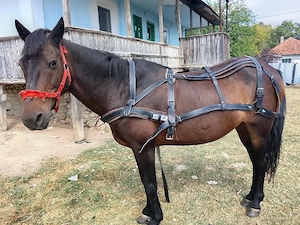 Cal de vânzare scoarța Gorj 
