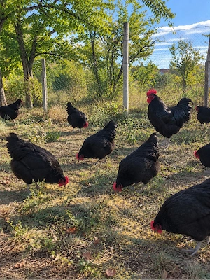 Vând familie Australorp   9 găini + 1 cocoș - imagine 2