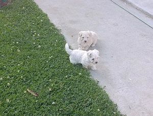 Bichon maltez